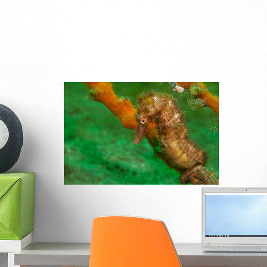 Thorny Seahorse Hippocampus Hystrix Wall Decal Design 1