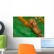 Thorny Seahorse Hippocampus Hystrix Wall Decal Design 1