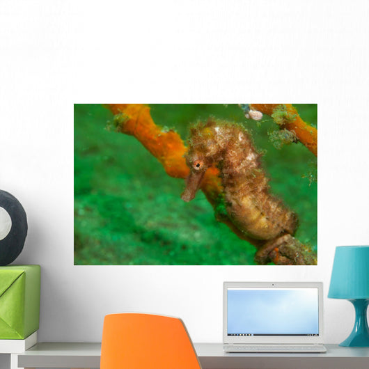 Thorny Seahorse Hippocampus Hystrix Wall Decal Design 1