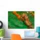 Thorny Seahorse Hippocampus Hystrix Wall Decal Design 1