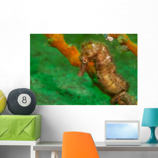 Thorny Seahorse Hippocampus Hystrix Wall Decal Design 1
