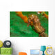 Thorny Seahorse Hippocampus Hystrix Wall Decal Design 1