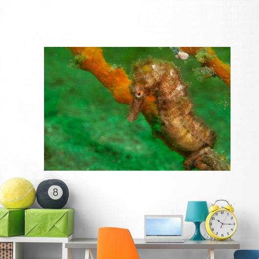Thorny Seahorse Hippocampus Hystrix Wall Decal Design 1