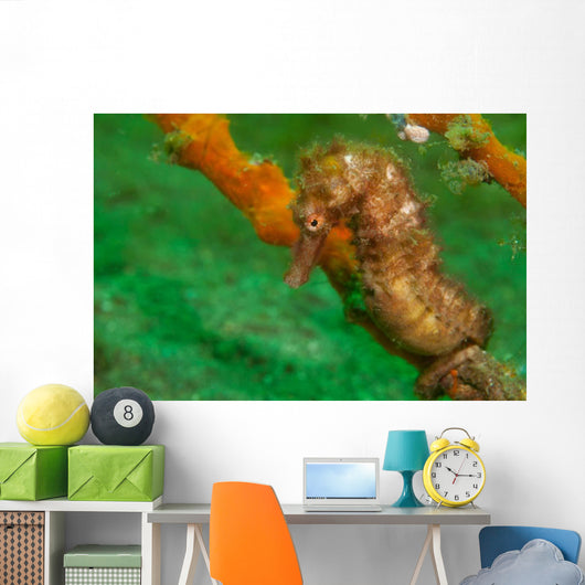 Thorny Seahorse Hippocampus Hystrix Wall Decal Design 1