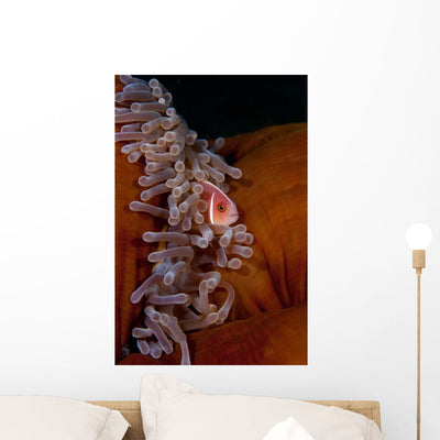 Pink Anemonefish Swims Magnificent Wall Decal shown on a wall