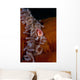 Pink Anemonefish Swims Magnificent Wall Decal