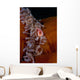 Pink Anemonefish Swims Magnificent Wall Decal