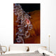 Pink Anemonefish Swims Magnificent Wall Decal