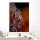 Pink Anemonefish Swims Magnificent Wall Decal