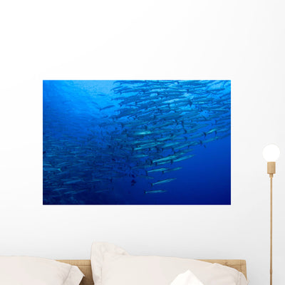 Schooling Chevron Barracuda Wall Decal Design 2 shown on a wall