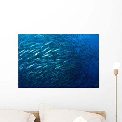 Schooling Chevron Barracuda Wall Decal Design 1 shown on a wall