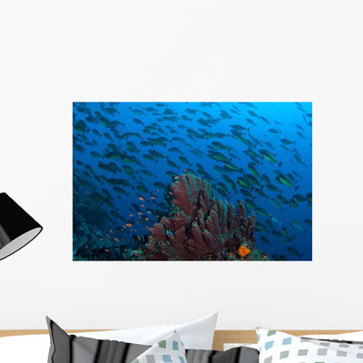 Sponge with Hovering Anthias Wall Decal shown on a wall