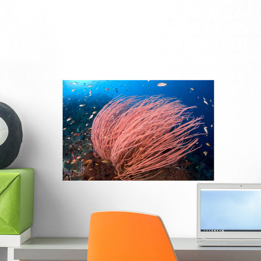 Anthias Fish Hover over Wall Decal Design 1