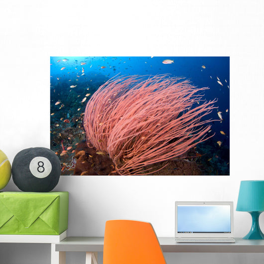 Anthias Fish Hover over Wall Decal Design 1