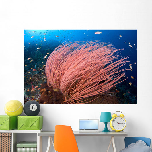 Anthias Fish Hover over Wall Decal Design 1