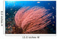 Anthias Fish Hover over Wall Decal Design 1