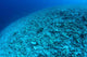 Completely Destroyed Reef Due Wall Decal Design 2