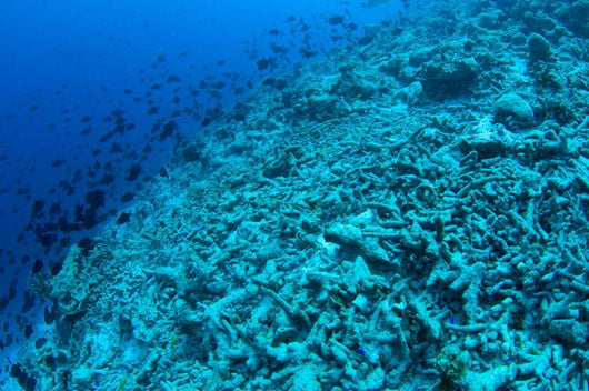 Completely Destroyed Reef Due Wall Decal Design 1