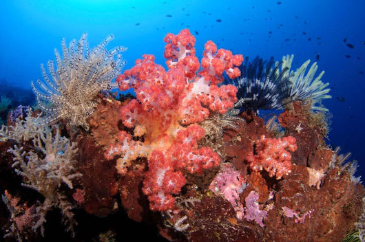 Soft Corals and Crinoids Wall Decal