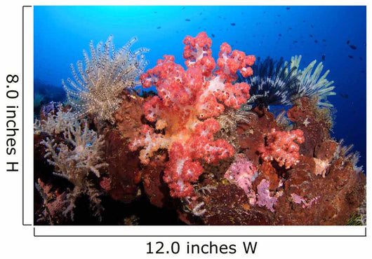 Soft Corals and Crinoids Wall Decal