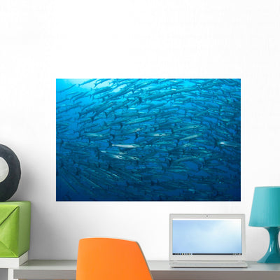 Schooling Chevron Barracuda Indonesia Wall Decal Design 4 shown on a wall