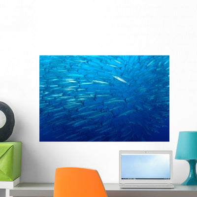 Schooling Chevron Barracuda Indonesia Wall Decal Design 1 shown on a wall