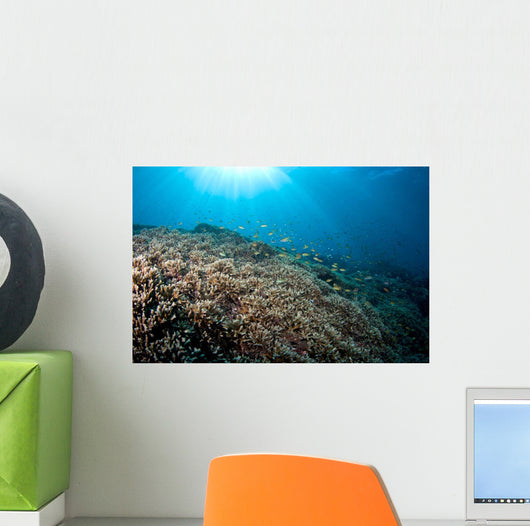 Sunrays Shine down Anthias Wall Decal
