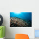 Sunrays Shine down Anthias Wall Decal