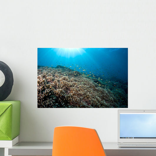 Sunrays Shine down Anthias Wall Decal
