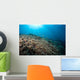 Sunrays Shine down Anthias Wall Decal