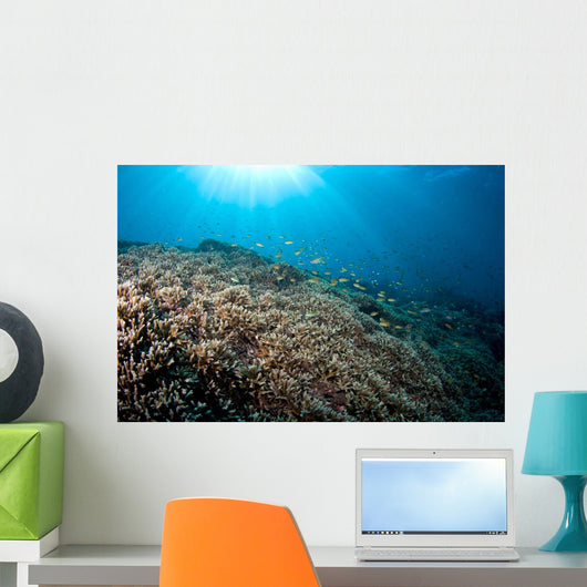 Sunrays Shine down Anthias Wall Decal