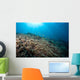 Sunrays Shine down Anthias Wall Decal