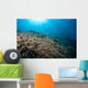 Sunrays Shine down Anthias Wall Decal