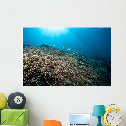 Sunrays Shine down Anthias Wall Decal