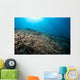 Sunrays Shine down Anthias Wall Decal