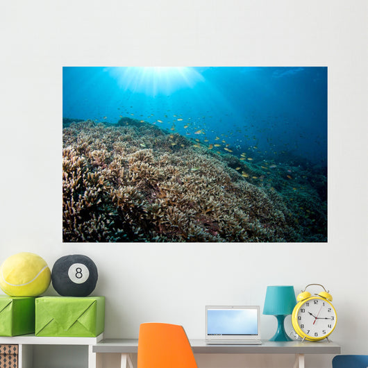 Sunrays Shine down Anthias Wall Decal