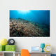 Sunrays Shine down Anthias Wall Decal