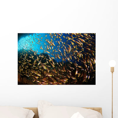 Schooling Fish Spice Islands Wall Decal Design 2 shown on a wall