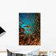 Schooling Fish Spice Islands Wall Decal Design 1