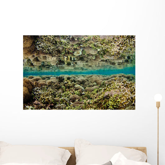 Reflection Hard Coral Garden Wall Decal