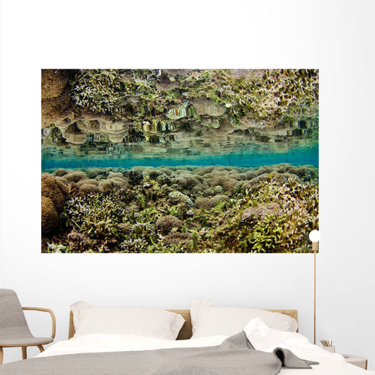 Reflection Hard Coral Garden Wall Decal