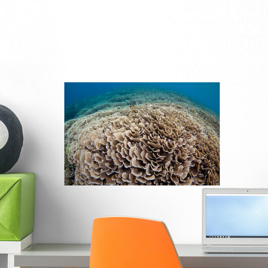Hard Coral Reef Maluku Wall Decal