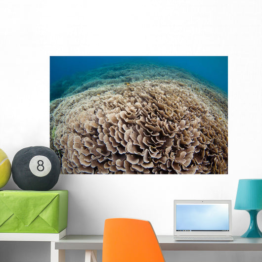Hard Coral Reef Maluku Wall Decal