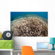 Hard Coral Reef Maluku Wall Decal