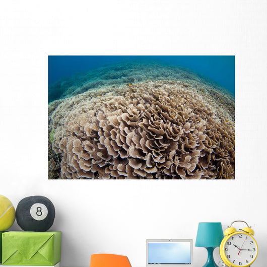 Hard Coral Reef Maluku Wall Decal