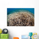 Hard Coral Reef Maluku Wall Decal