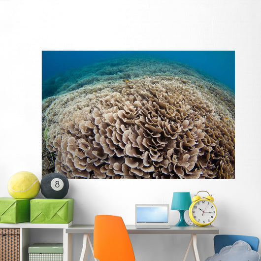 Hard Coral Reef Maluku Wall Decal