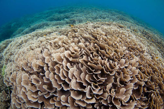 Hard Coral Reef Maluku Wall Decal