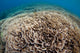 Hard Coral Reef Maluku Wall Decal