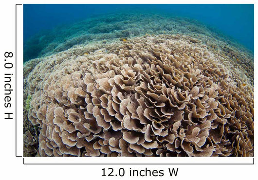 Hard Coral Reef Maluku Wall Decal